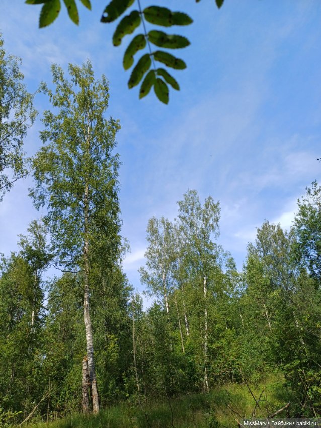 Как Маричка и Данила по ягоды ходили 🫐