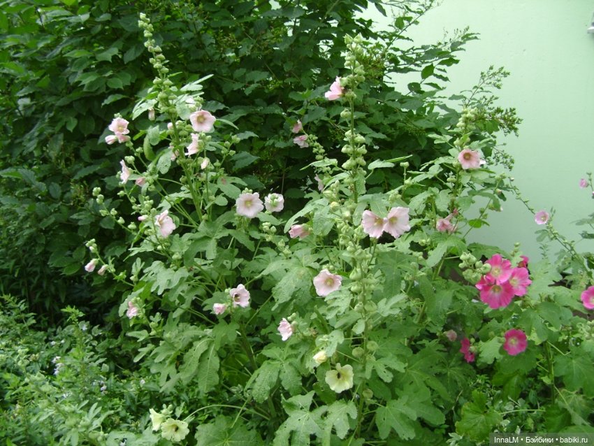 Мальвы и не только — Куклы Zwergnase (Цвергназе/Цверги): фото