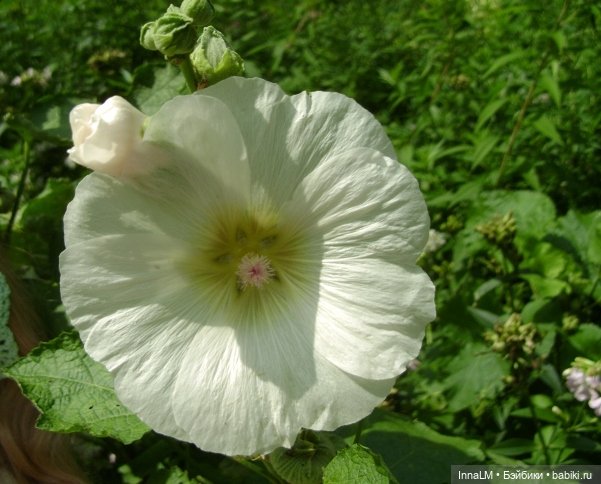 Мальвы и не только — Куклы Zwergnase (Цвергназе/Цверги): фото (фото 9)