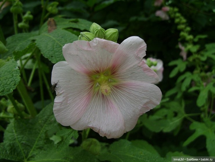 Мальвы и не только — Куклы Zwergnase (Цвергназе/Цверги): фото