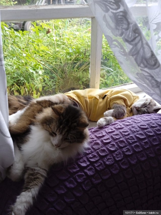 И снова обитатели старой дачи)