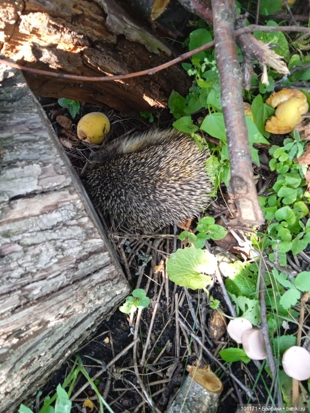 И снова обитатели старой дачи) (фото 2)