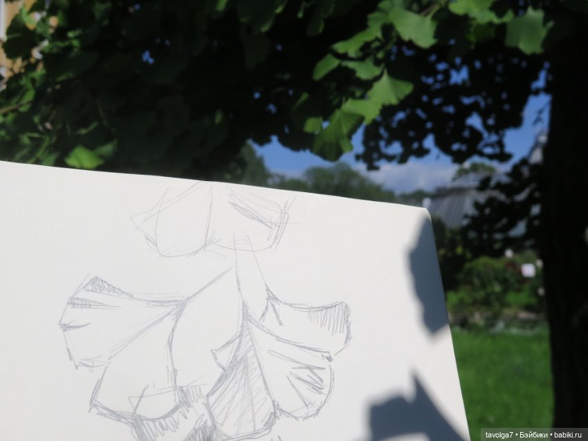 Зарисовки с натуры в Ботсаду Петра Великого (фото 10)