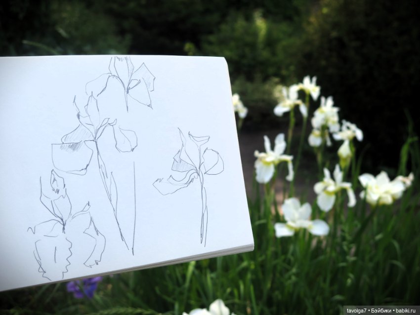 Зарисовки с натуры в Ботсаду Петра Великого (фото 4)