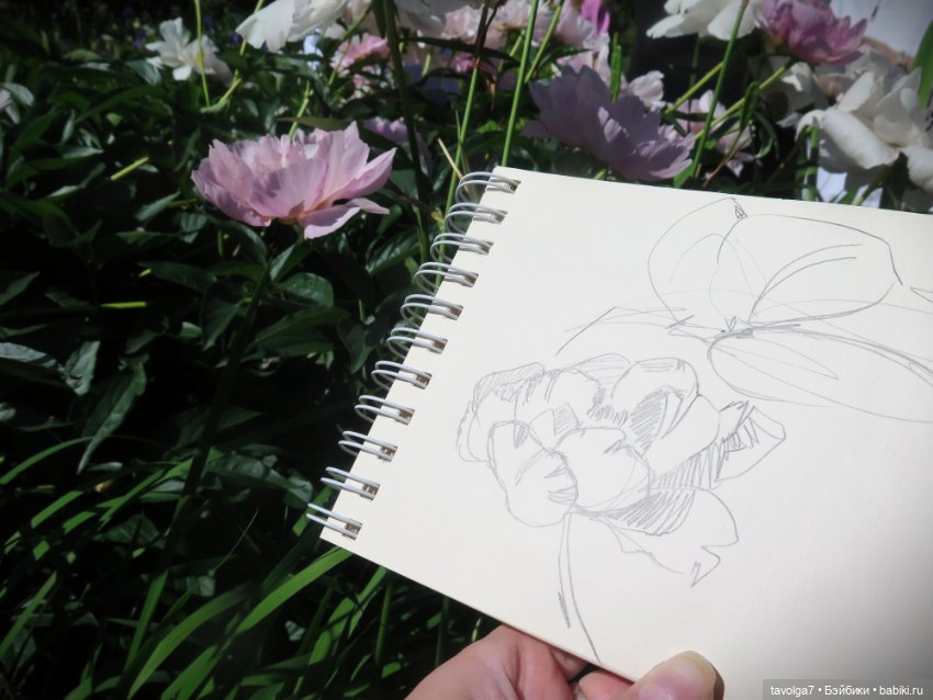 Зарисовки с натуры в Ботсаду Петра Великого