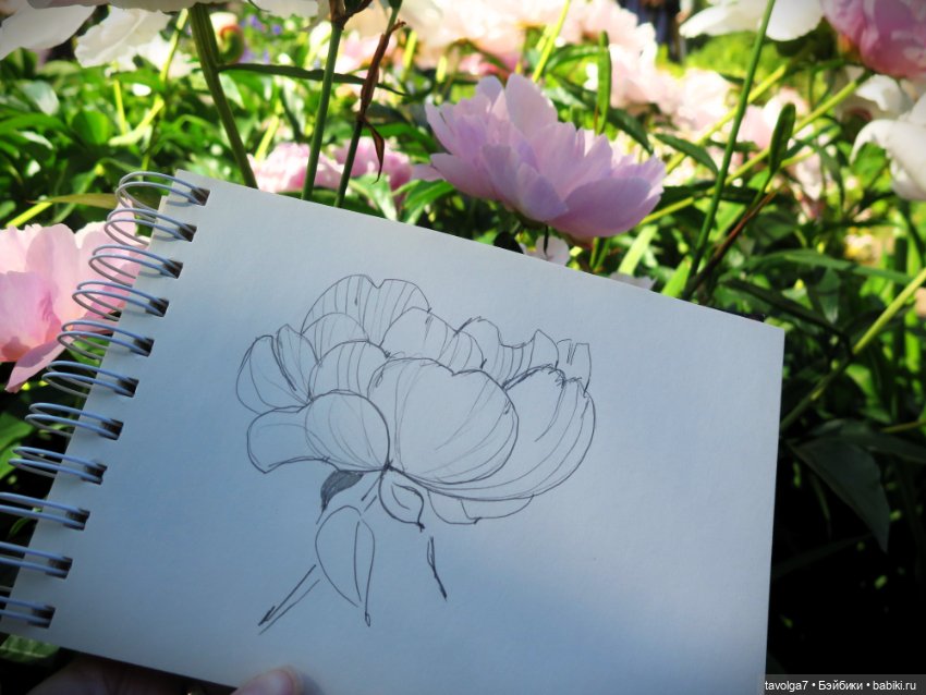 Зарисовки с натуры в Ботсаду Петра Великого