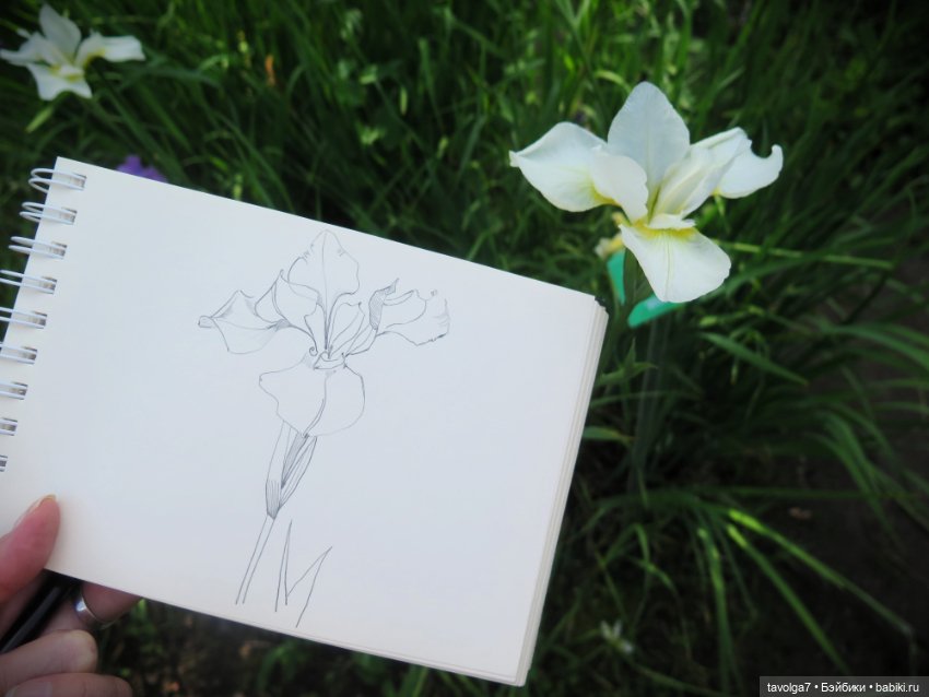 Зарисовки с натуры в Ботсаду Петра Великого (фото 5)