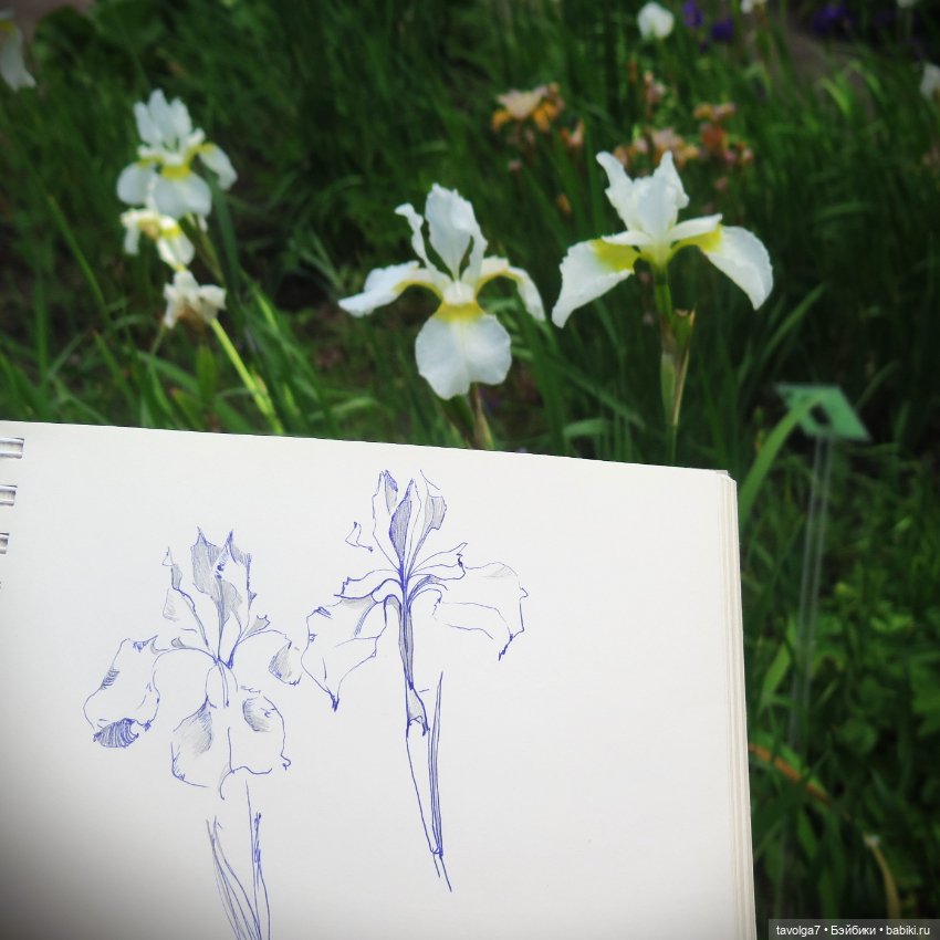 Зарисовки с натуры в Ботсаду Петра Великого (фото 6)