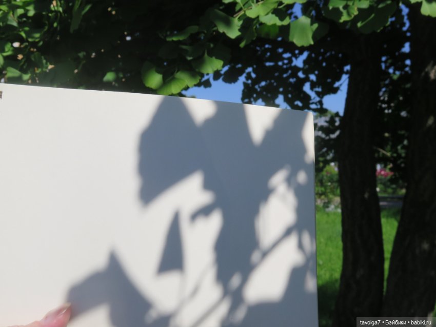 Зарисовки с натуры в Ботсаду Петра Великого