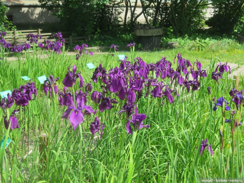 Зарисовки с натуры в Ботсаду Петра Великого (фото 8)