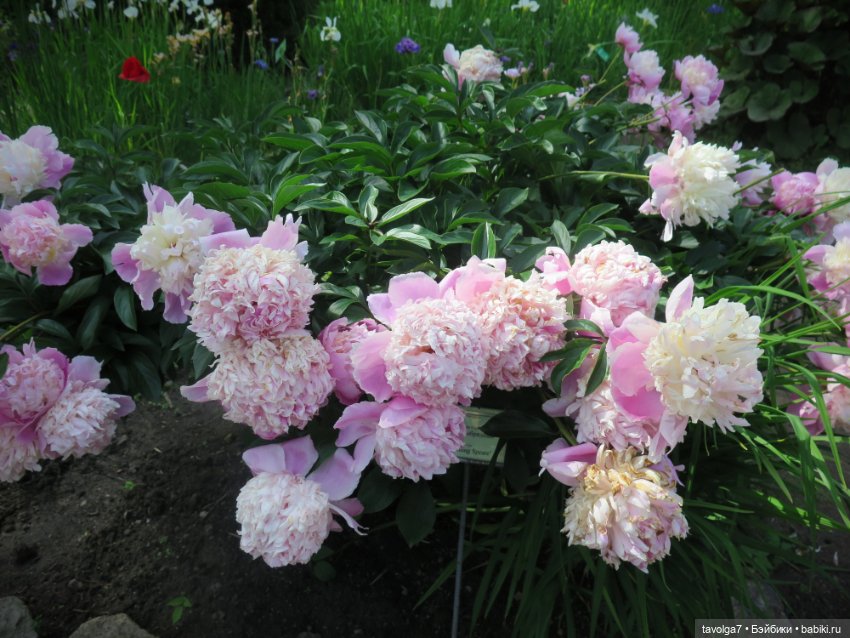 Зарисовки с натуры в Ботсаду Петра Великого