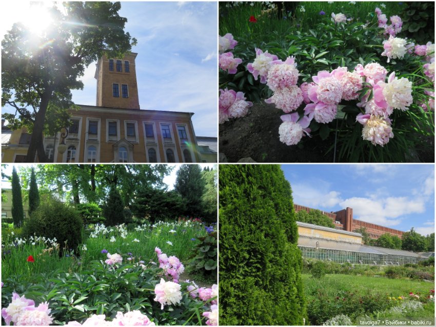 Зарисовки с натуры в Ботсаду Петра Великого (фото 2)