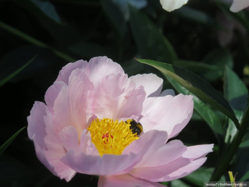 Зарисовки с натуры в Ботсаду Петра Великого