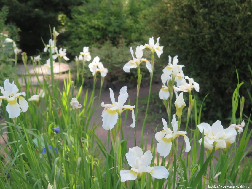 Зарисовки с натуры в Ботсаду Петра Великого (фото 3)