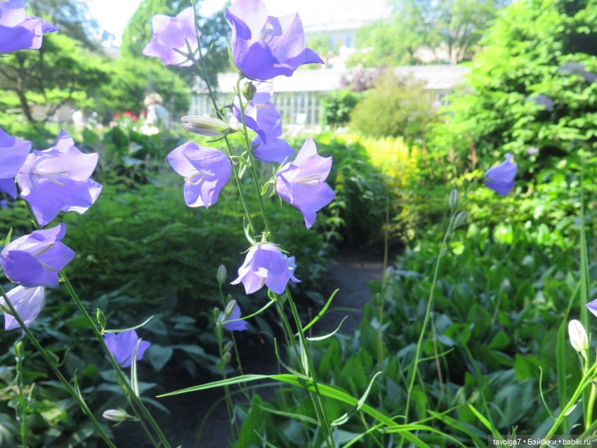 Зарисовки с натуры в Ботсаду Петра Великого