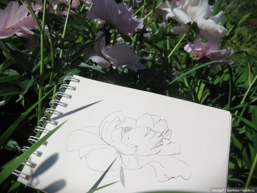 Зарисовки с натуры в Ботсаду Петра Великого