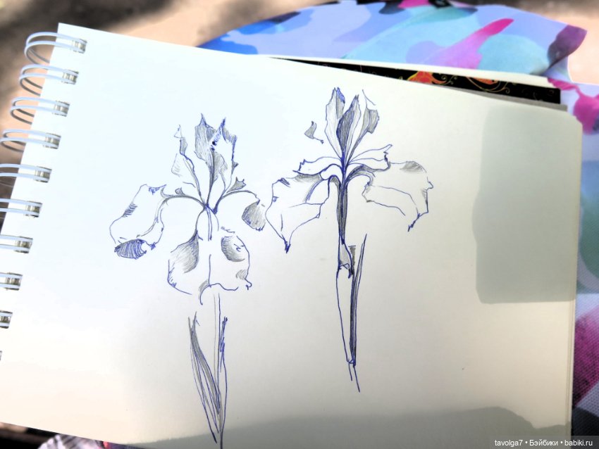 Зарисовки с натуры в Ботсаду Петра Великого (фото 7)