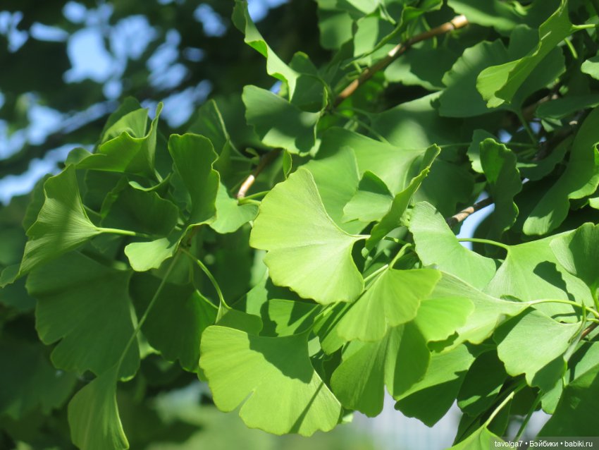Зарисовки с натуры в Ботсаду Петра Великого