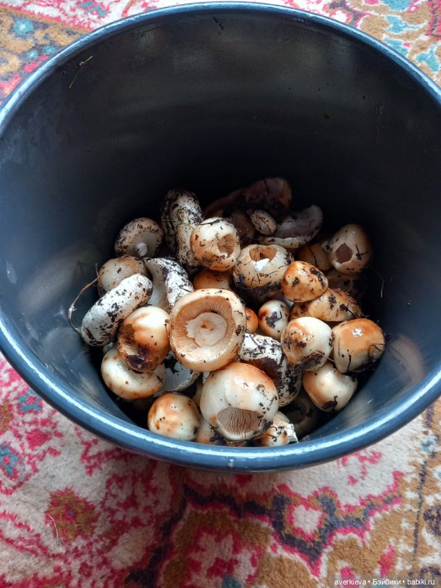 Чуча в лесу — Коллекционные фигурки (разное): животные