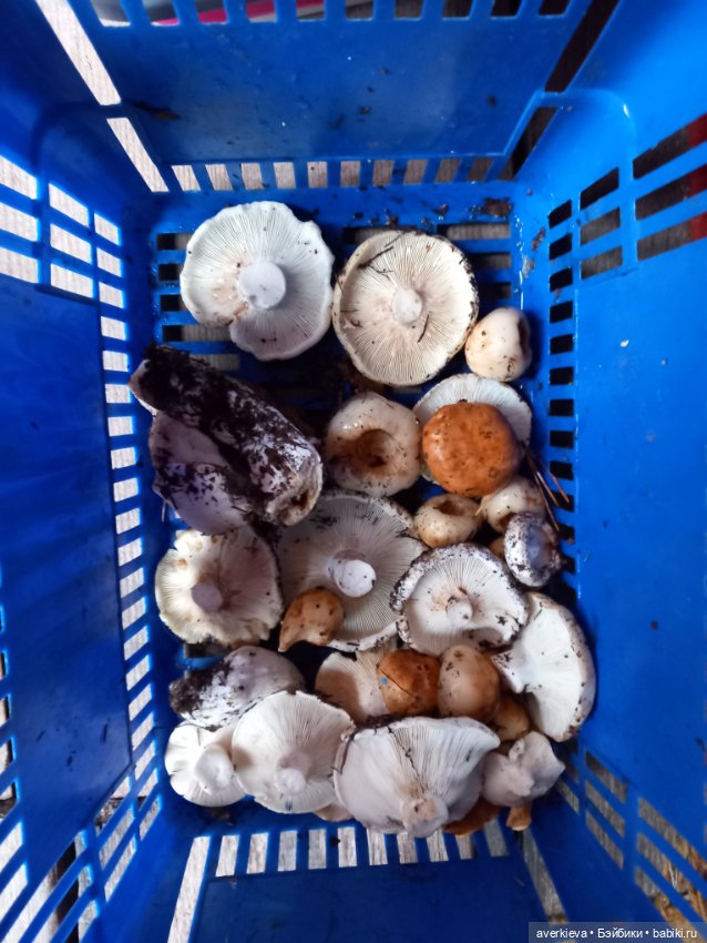 Чуча в лесу — Коллекционные фигурки (разное): животные