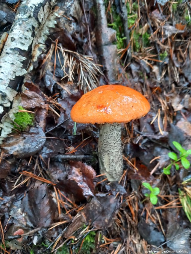 Чуча в лесу — Коллекционные фигурки (разное): животные