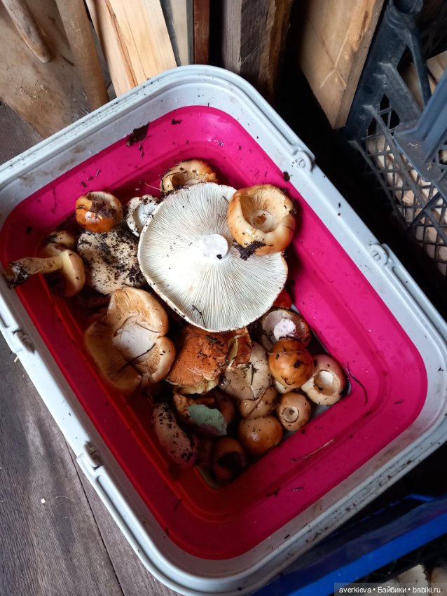 Чуча в лесу — Коллекционные фигурки (разное): животные