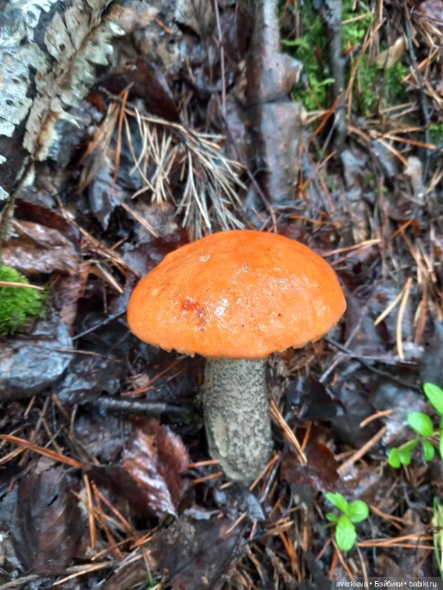 Чуча в лесу — Коллекционные фигурки (разное): животные (фото 2)