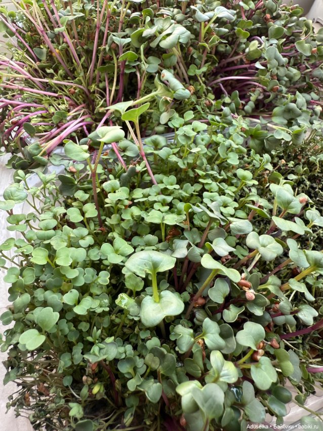 Малышки Hanamaki в парке — Другие мини