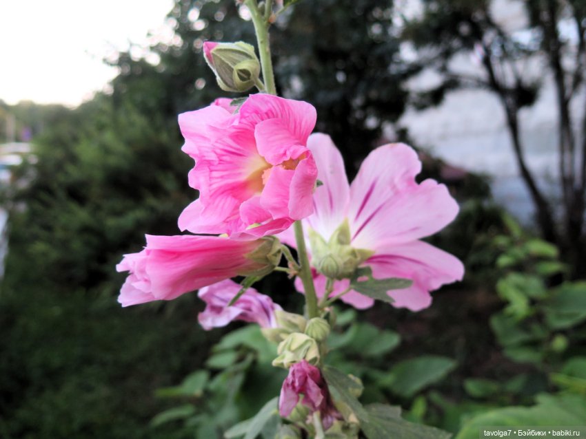 Зарисовки мальв в четыре утра
