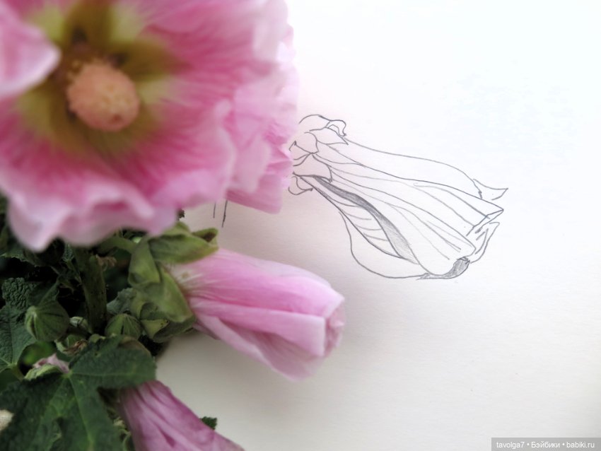 Зарисовки мальв в четыре утра (фото 3)