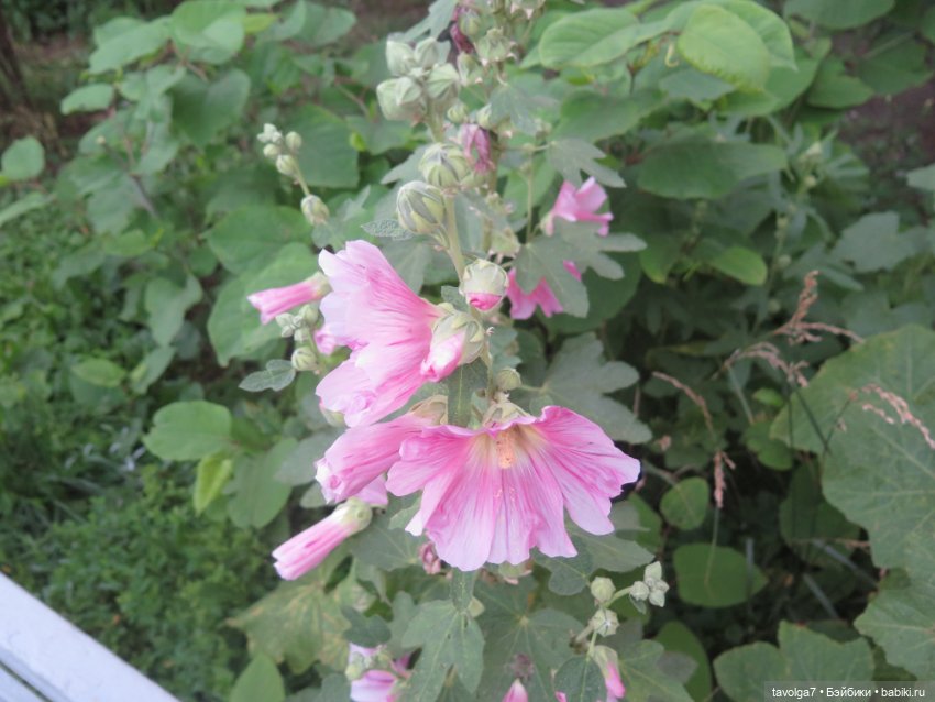 Зарисовки мальв в четыре утра (фото 6)