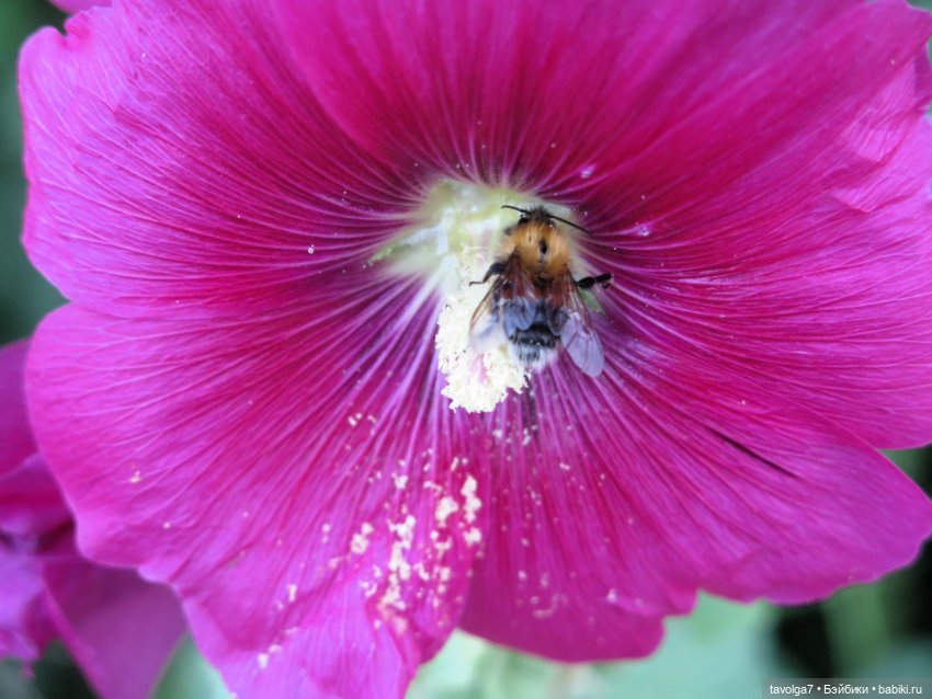 Зарисовки мальв в четыре утра (фото 7)