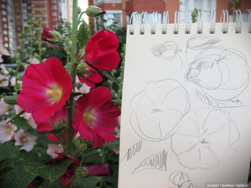 Зарисовки мальв в четыре утра