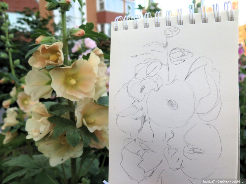 Зарисовки мальв в четыре утра