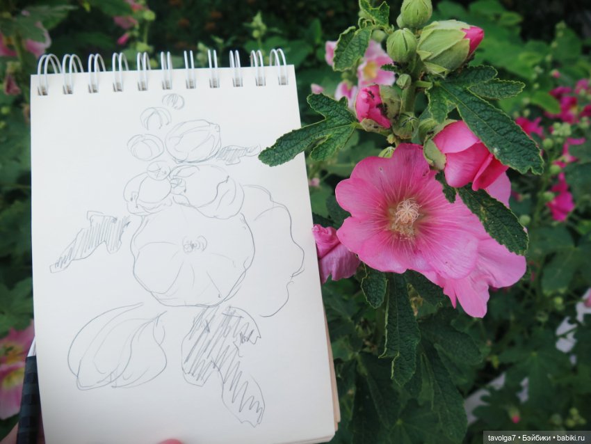 Зарисовки мальв в четыре утра (фото 9)