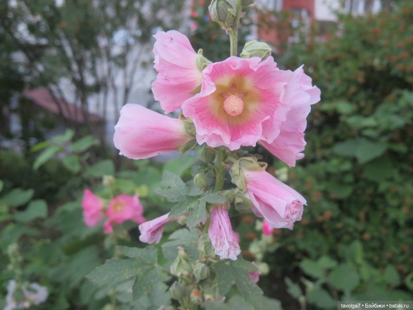 Зарисовки мальв в четыре утра (фото 5)