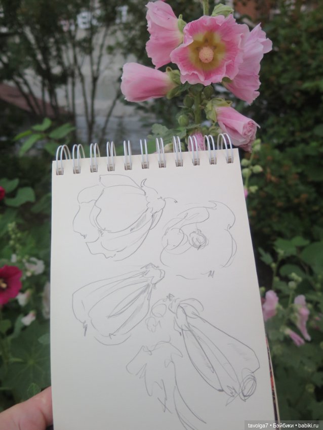 Зарисовки мальв в четыре утра (фото 4)