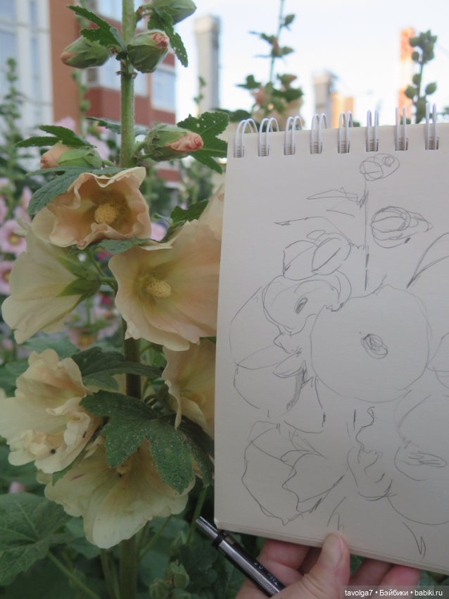 Зарисовки мальв в четыре утра