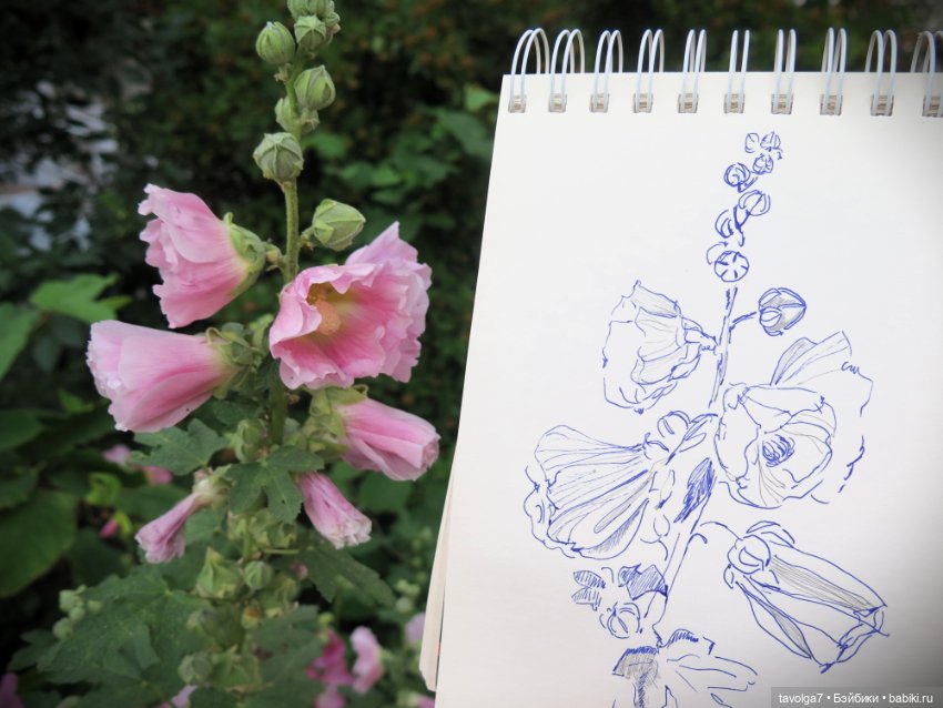 Зарисовки мальв в четыре утра (фото 2)