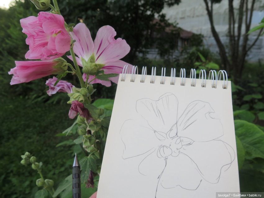 Зарисовки мальв в четыре утра (фото 8)