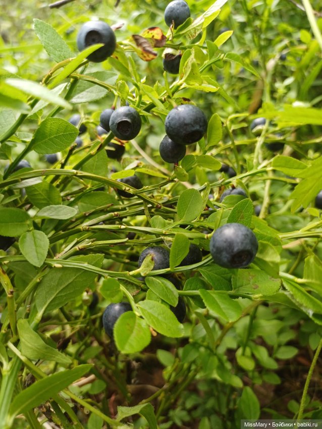 Как Фаина с Анфисой за черникой ходили🫐