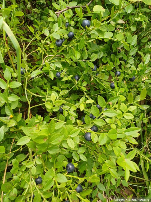 Как Фаина с Анфисой за черникой ходили🫐