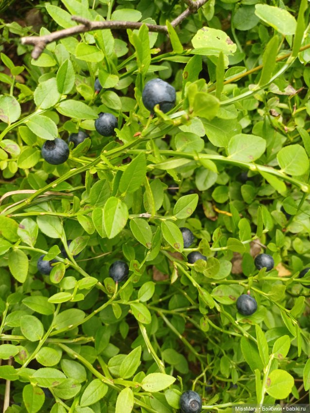 Как Фаина с Анфисой за черникой ходили🫐