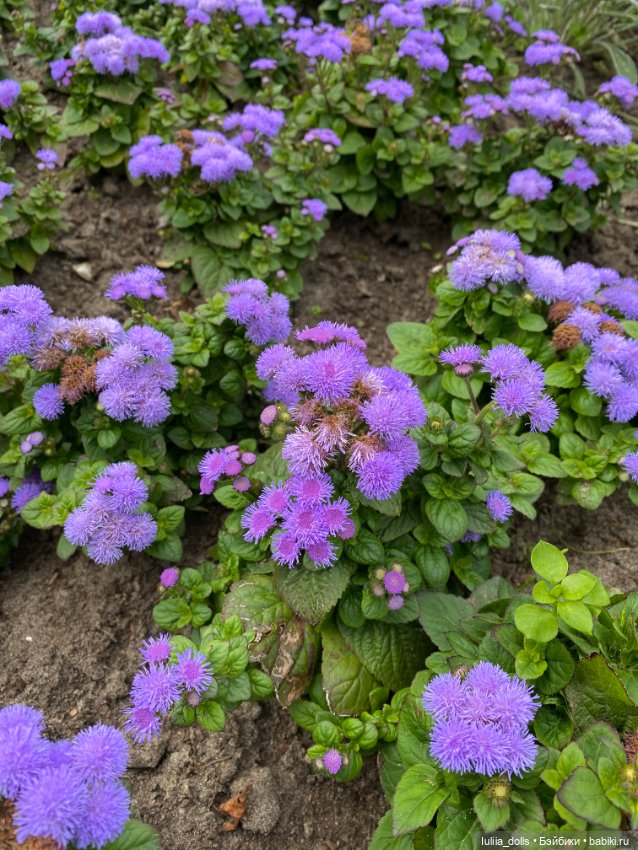 Первая прогулка Поли — Домашние фото авторских кукол: личные коллекции (фото 9)