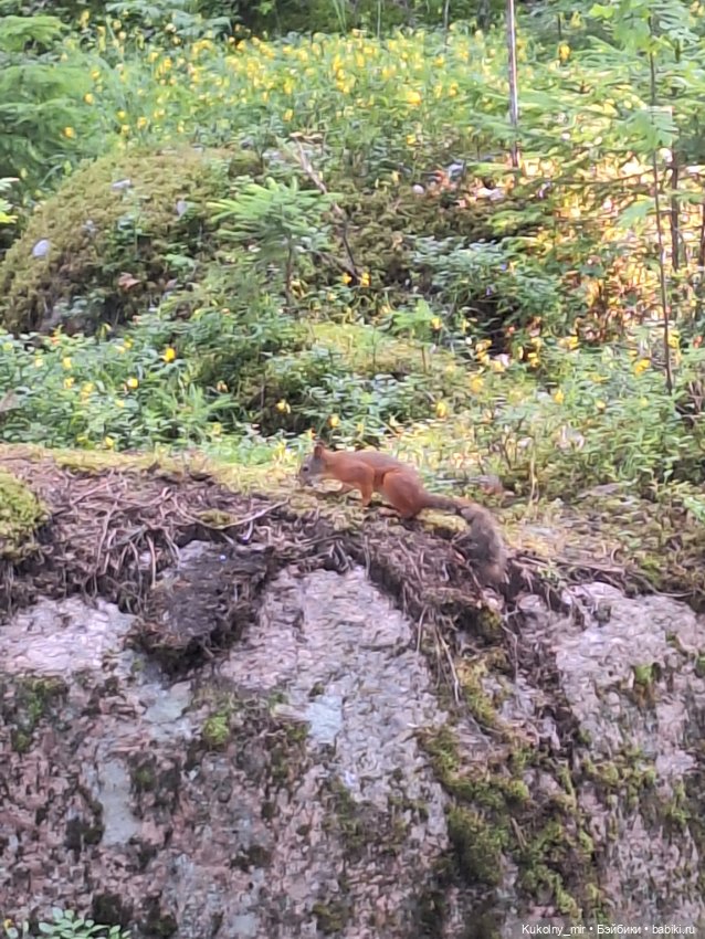 Выборг — Культура (фото 3)