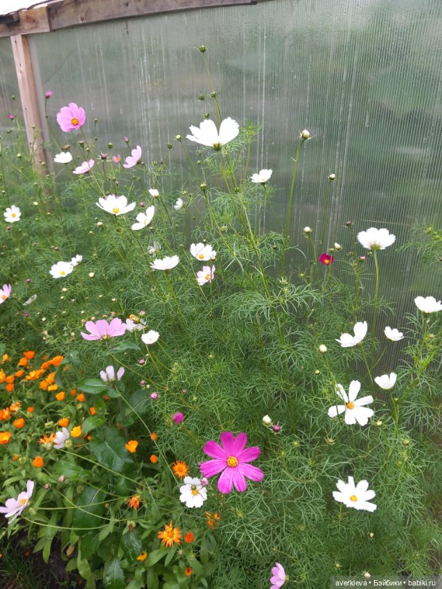 Оливочка — Куклы Berjuan (Бержуан): Биггерсы (Biggers)