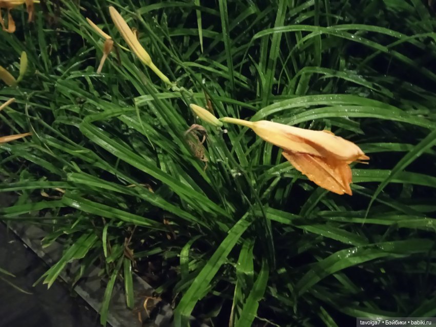 Лугнасад — Рисование и арт: скетчи