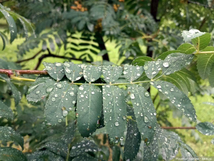 После дождя — Аниме куклы (MJD/Винил): Imomo (фото 10)