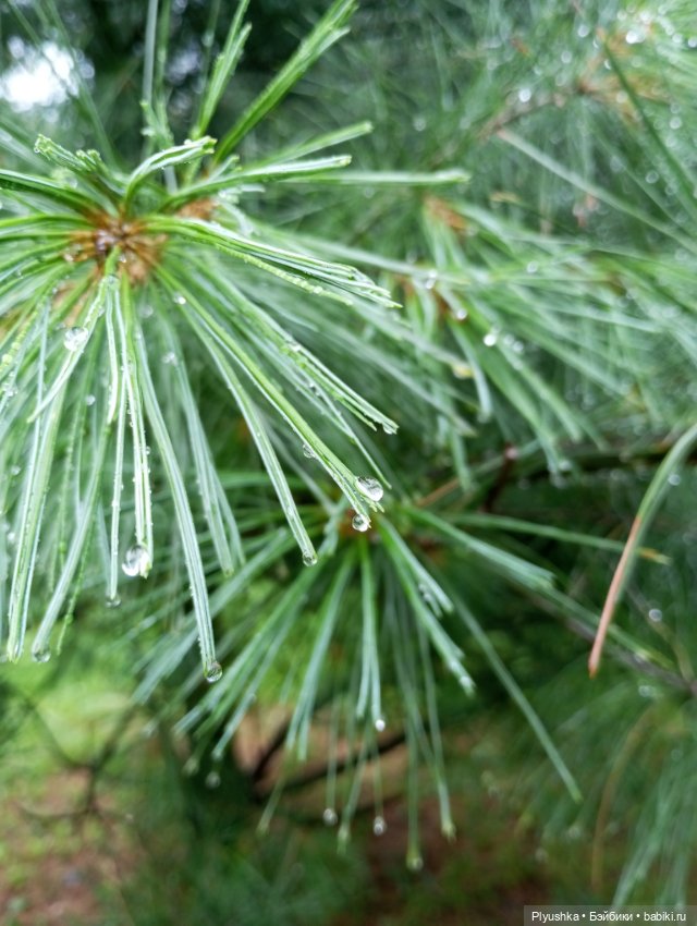 После дождя — Аниме куклы (MJD/Винил): Imomo (фото 6)