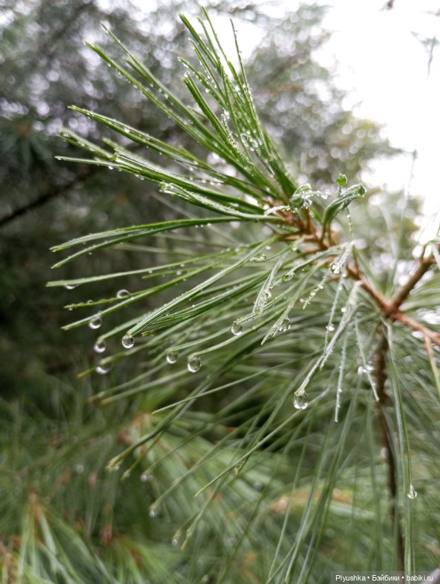 После дождя — Аниме куклы (MJD/Винил): Imomo (фото 7)